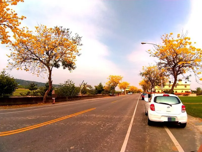 2019/02/23彰化縣芬園鄉寶藏寺/黃花風鈴木花況!