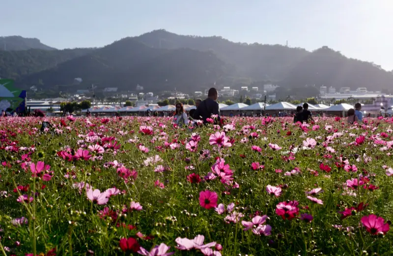 台中/新社花海住宿篇「馨社民宿與周邊農田漫遊」