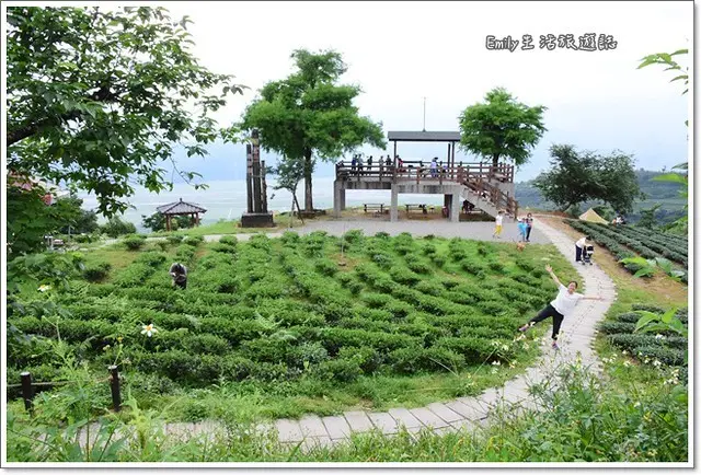 宜蘭景點》玉蘭茶園。山中秘境，站在高點看到茶園之美