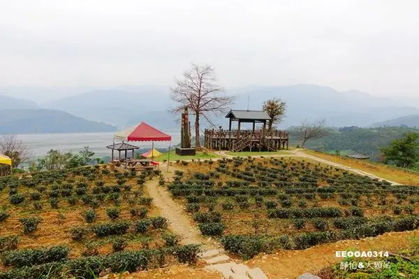 【宜蘭大同鄉景點】玉蘭茶園 & 蘭馨茶粿坊 ♥ 美麗茶園景觀 賞櫻花.泡茶.茶燻滷味.茶粿 賞景吃美食 @ 宜蘭景點/宜蘭美食