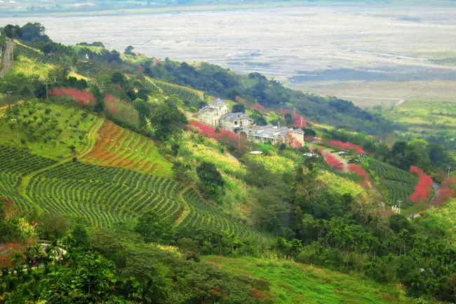 【宜蘭大同賞櫻】旅遊書沒介紹的賞櫻祕境：玉蘭茶園＆雅廬
