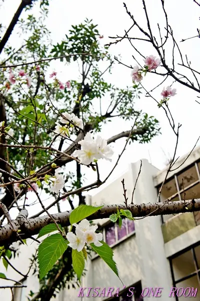 牯嶺小公園的春天        
      