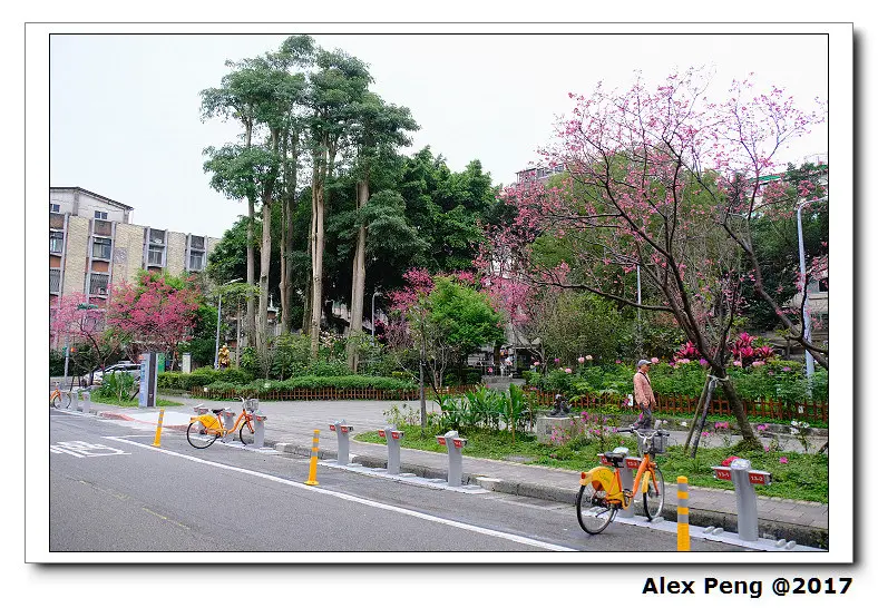 台北市-賞櫻景點-中正紀念堂(3/24花況)+牯嶺公園(3/20花況)
