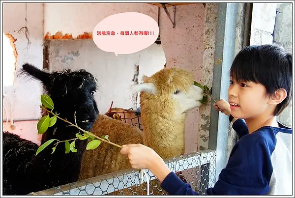 [三芝  伊亞藝術咖啡]  草泥馬陪你吃飯  還有無敵海景喔