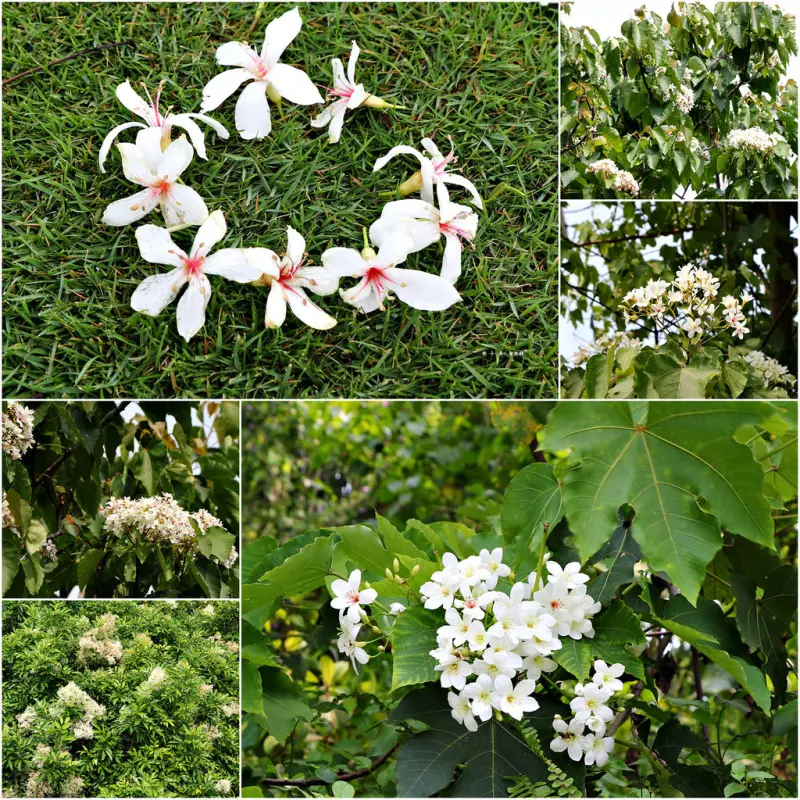 【嘉義‧東區】幸福山丘happyhill‧圓林仔社區賞桐花