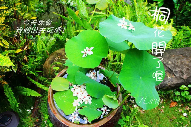 [ 嘉義⊙圓林仔社區]幸福山丘上油桐花正紛飛的漫天飛落