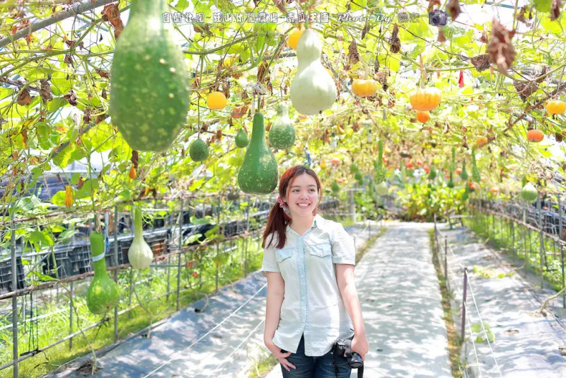 【宜蘭景點】壯圍 南瓜隧道 旺山休閒農場 300種以上 還有好吃哈密瓜！南瓜餐