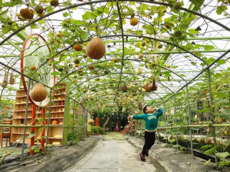 【旅遊】旺山休閒農場|全台唯一五彩繽紛南瓜隧道、千奇百怪南瓜超有趣，彩繪南瓜筆筒親子同樂樂無窮