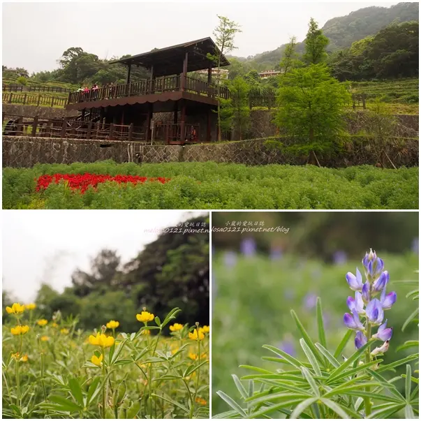 【台北】貓空樟樹步道賞全國最大魯冰花海