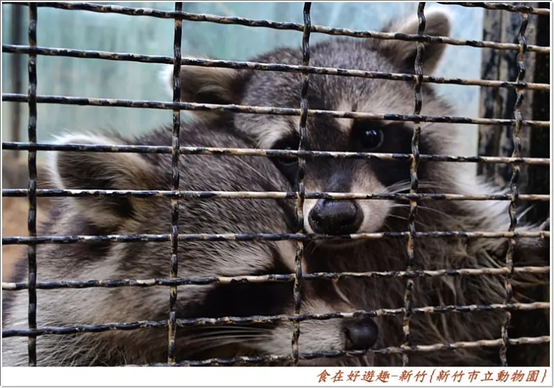 20元逛動物園!?別懷疑.來一趟新竹就對了!!新竹市立動物園