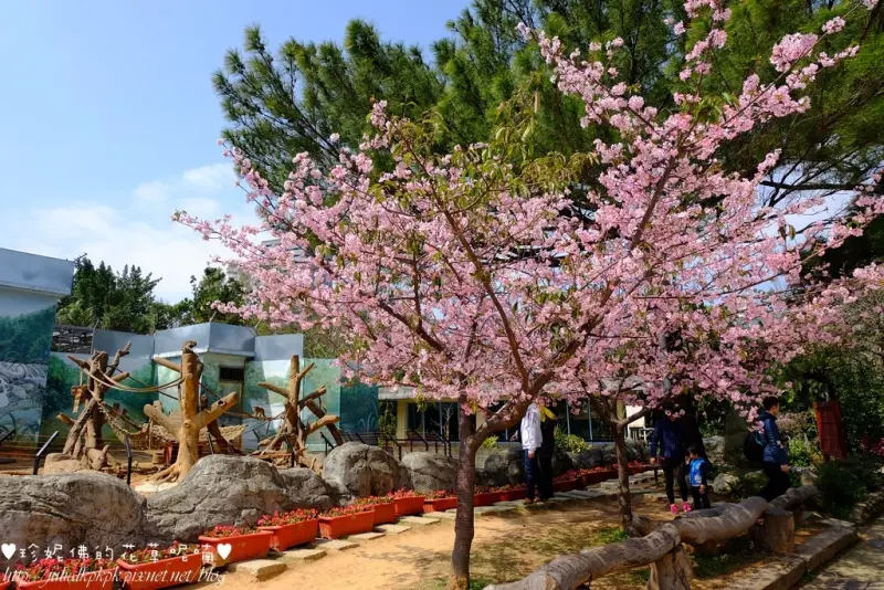 【新竹-東區】新竹市立動物園櫻花滿開