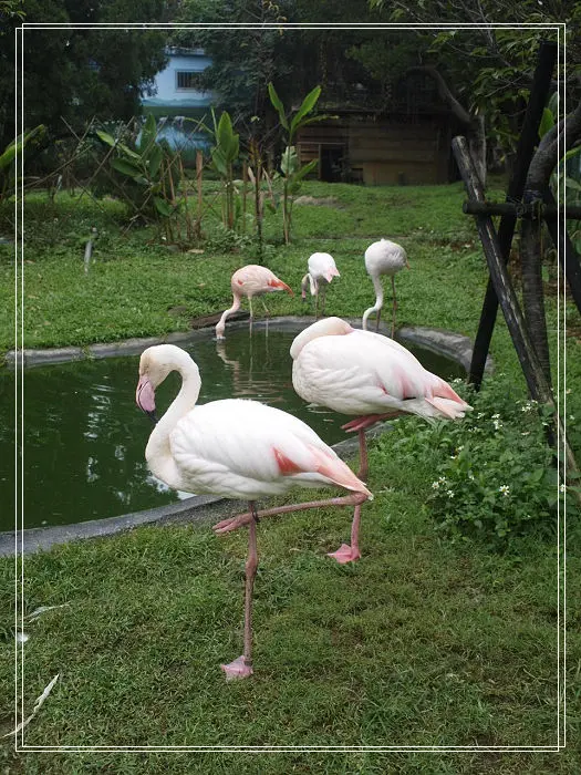 《新竹旅遊》新竹市立動物園。10塊錢換來大歡樂～