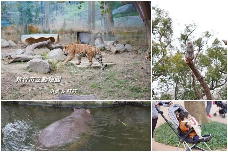 【新竹景點】新竹市立動物園｜新竹親子旅遊｜新竹旅遊｜