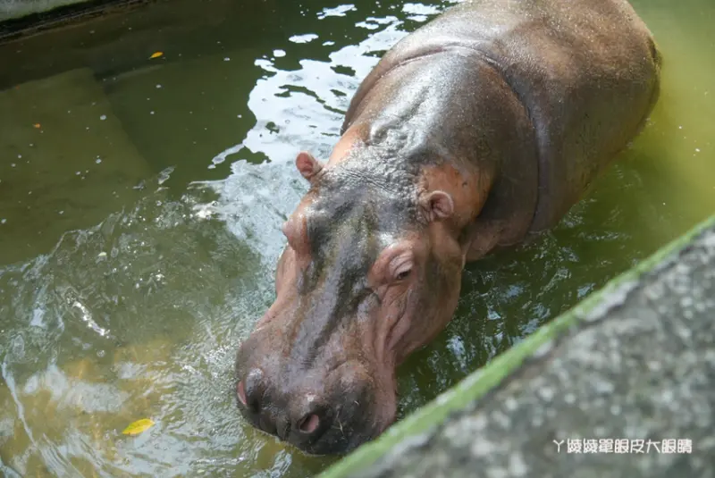 新竹動物園局部試營運，導覽活動搶先看河馬樂樂！ - ㄚ綾綾單眼皮大眼睛