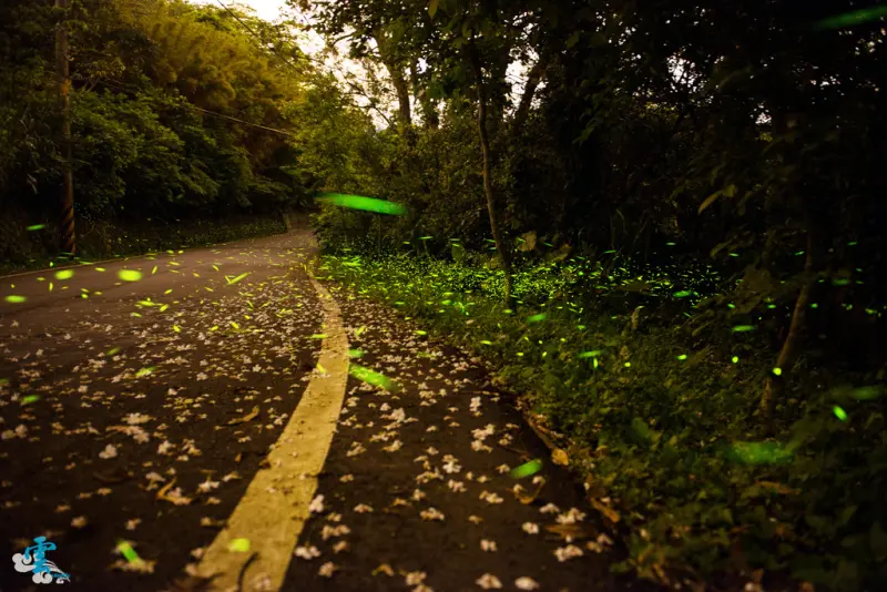 桐花螢火～點點星光