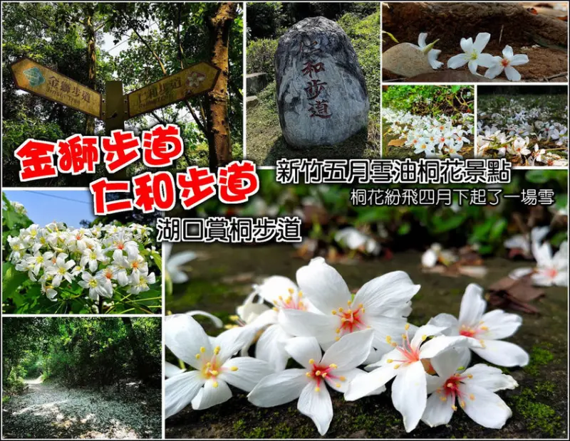【湖口】新竹賞桐景點，仁和步道油桐花盛開，想感受五月雪的魅力趕緊手刀衝，雪白的油桐花地毯美到不要不要的，鄰近湖口老街，賞桐花後還可到老街逛逛品嚐美食