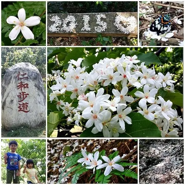 【新竹湖口】2015美麗的四月雪賞桐秘境。仁和步道