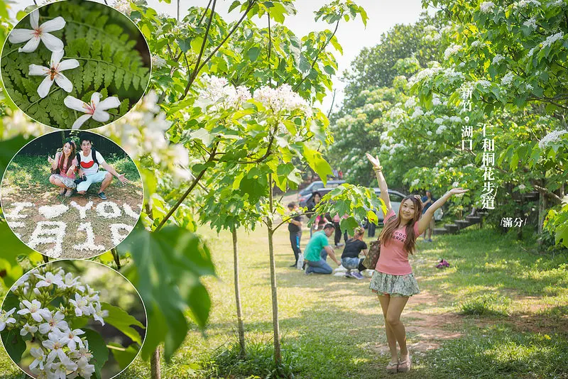 【新竹。湖口景點】仁和桐花步道 / 桐花季 / 近湖口老街 金獅步道~ 季節限定的浪漫五月雪