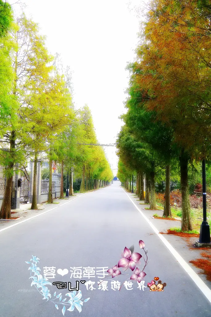 【桃園】不小心走進油畫的世界裡ღ落羽松園