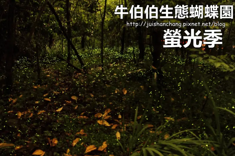 【遊║全台螢火蟲季】牛伯伯生態蝴蝶園VS草湳濕地～螢光趴踢攤！