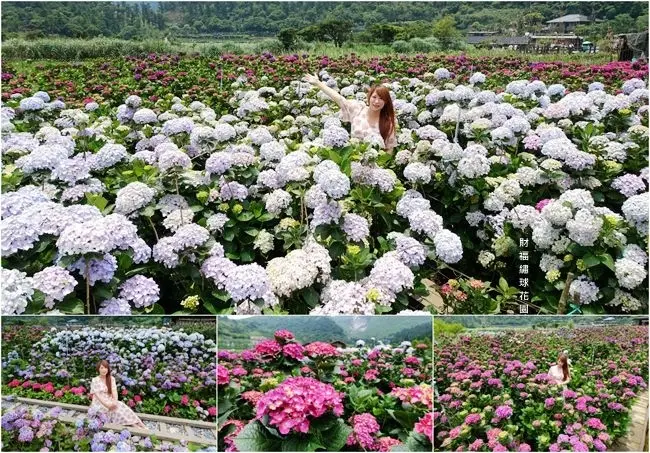 2019竹子湖繡球花 ▶ 財福繡球花園 ▶ 被滿滿繡球花海包圍的浪漫幸福感 竹子湖繡球花秘境 最新花況、門票、交通管制及公車資訊!