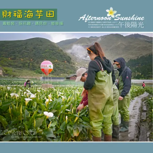 【台北】財福海芋田 - 青蛙裝．採花趣。乘著熱氣球一起去旅行吧~