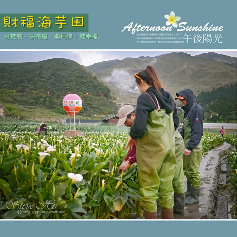 【台北】財福海芋田 - 青蛙裝．採花趣。乘著熱氣球一起去旅行吧~