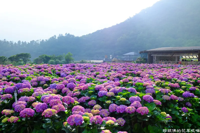 【台北-北投區】2018陽明山竹子湖繡球花季「財福海芋田．繡球花」
