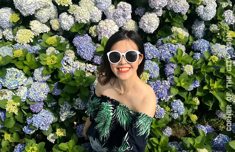 【台北景點】夢幻繡球花秘境。陽明山頂湖財福繡球花園拍到無人繡球花海／拍照秘訣大公開（20170610花況）