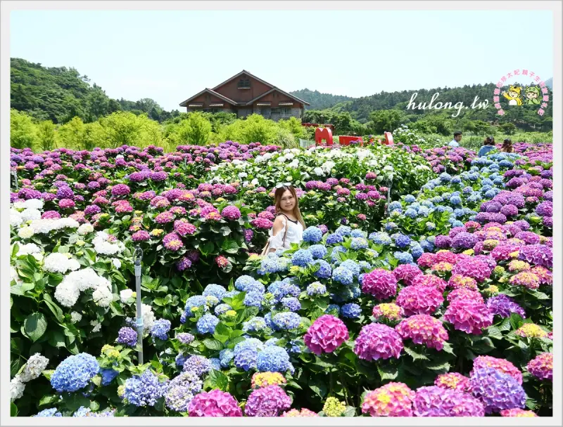 【2018陽明山繡球花季】竹子湖財福海芋田繡球花的希望之路，LOVE造景! - 虎虎龍龍*珍太妃