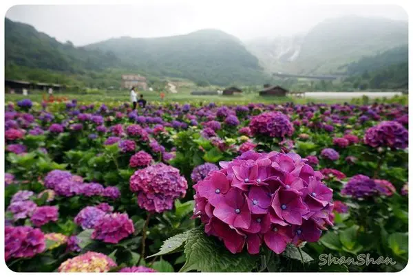 花季。繡球花+海芋+山景一次大滿足-「財福海芋田」