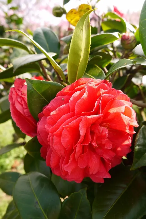 溪頭住宿推薦!住宿景點行程大公開！杉林溪牡丹花季、鳳凰谷鳥園、金台灣原木山莊