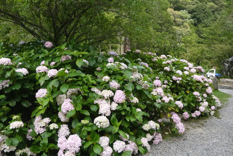 《親子旅遊住宿行程》全家大小一起去南投森呼吸！超質感原木小木屋+超美繡球花～來趟芬多精的親子之旅