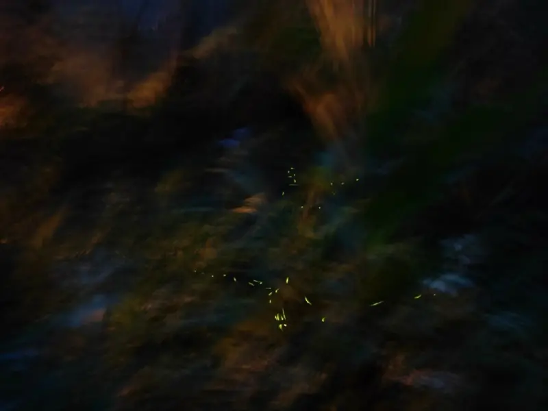 ２０２０螢火蟲季就要到南投溪頭賞螢！沒想到溪頭這間民宿還有獨家賞螢秘境，獨享螢火蟲的美！