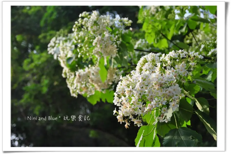 夏雪~彰化139縣道福田社區，油桐花盛開中!