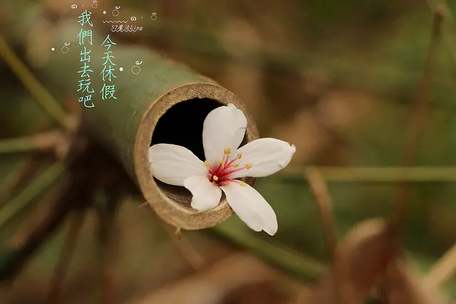 [ 彰化⊙福田生態園區]桐花祭。賞花吃美食。
