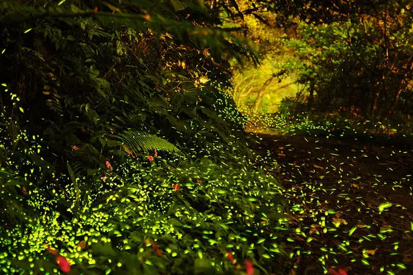 螢火蟲季節~中部賞螢活動整理~2014.04.21更新