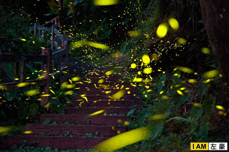 [旅遊] 嘉義。圓潭生態園區 賞成千上萬的螢火蟲!