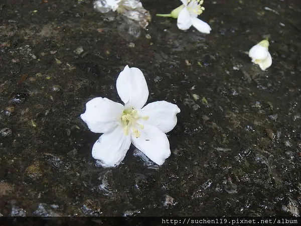 【新北土城】2014桐樂會@土城桐花公園