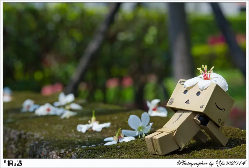 [賞花]【板南線永寧站】土城國小。賞五月雪油桐花