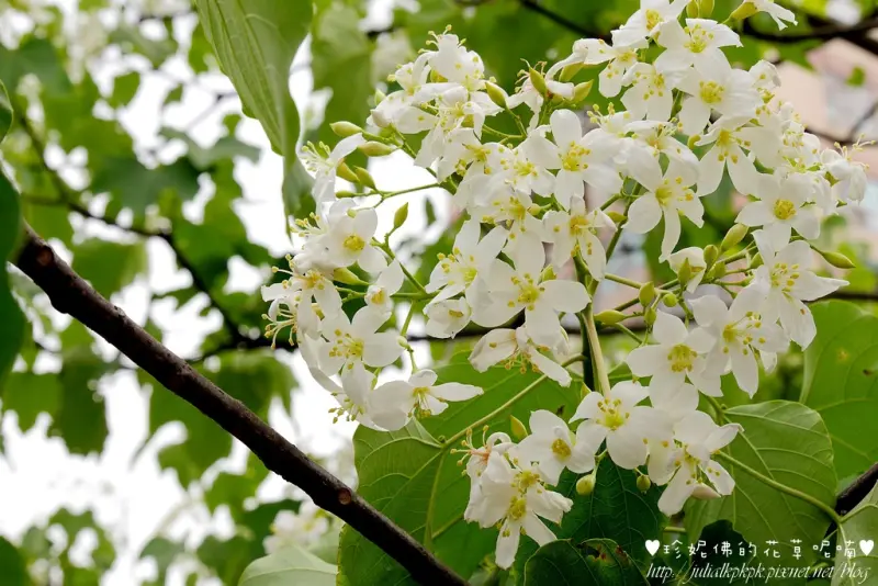【新北-土城區】土城國小旁桐花步道賞桐花（捷運土城站2號出口）
