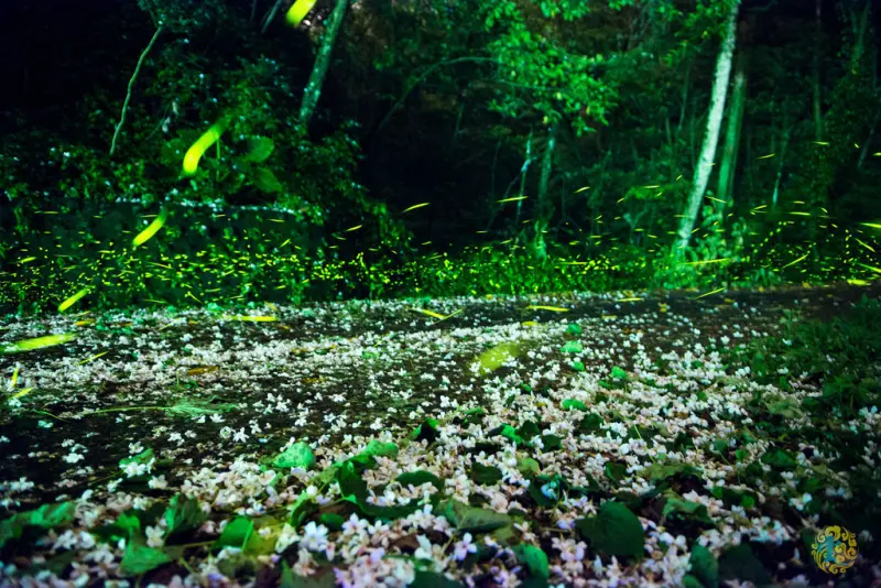 戀戀油桐花，閃閃螢火蟲～～