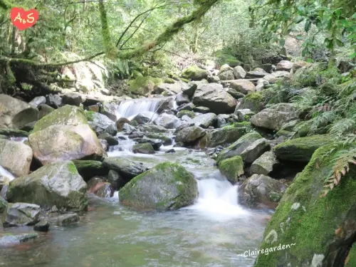 新竹 尖石鄉 司馬庫斯~上帝的部落裡擁抱最美神木群。這裡也有台版奧入瀨溪流