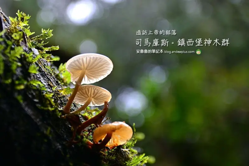 造訪上帝的部落-司馬庫斯+鎮西堡神木群,走入美麗的山林好像拜訪久違的老友,來呼吸芬多精欣賞美麗的風景