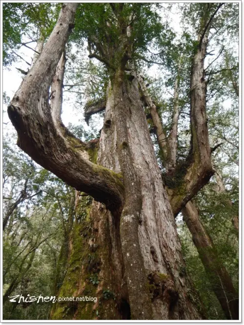 上帝的部落司馬庫斯.新竹旅遊Day1