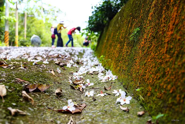 夢幻桐花步道。隱密的小徑上.美得不像話