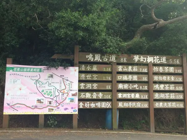 苗栗頭屋》苗22縣道,夢幻桐花步道