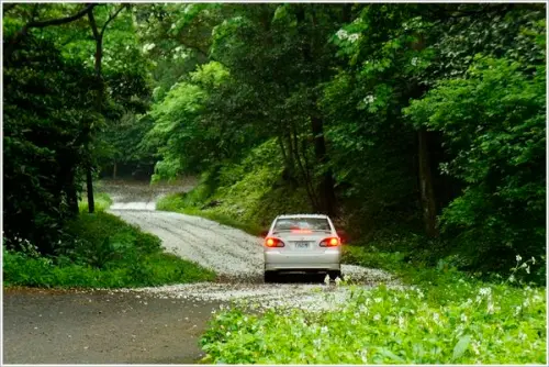 [土城石門]~漫天桐花宛如進入白雪世界