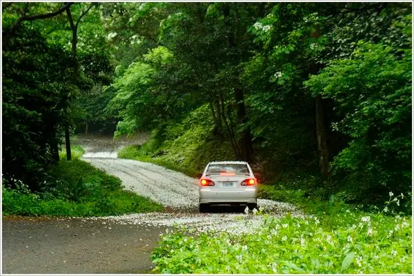 [土城石門]~漫天桐花宛如進入白雪世界