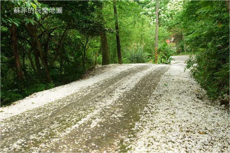 新北土城。賞桐祕境麗景山莊雪白桐花地毯